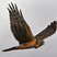 Northern Harrier